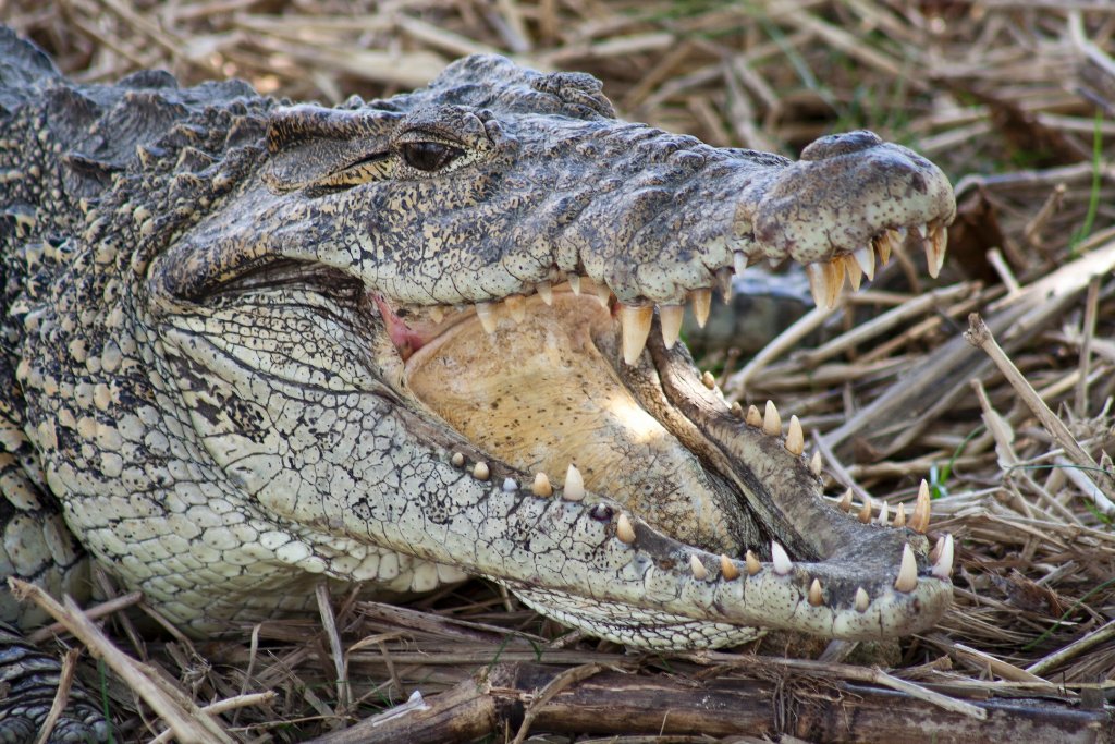 05-At the crocodile farm, a very big crocodile.jpg - At the crocodile farm, a very big crocodile